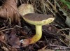 hřib (suchohřib) žlutomasý (Houby), Xerocomus chrysenteron (Fungi)